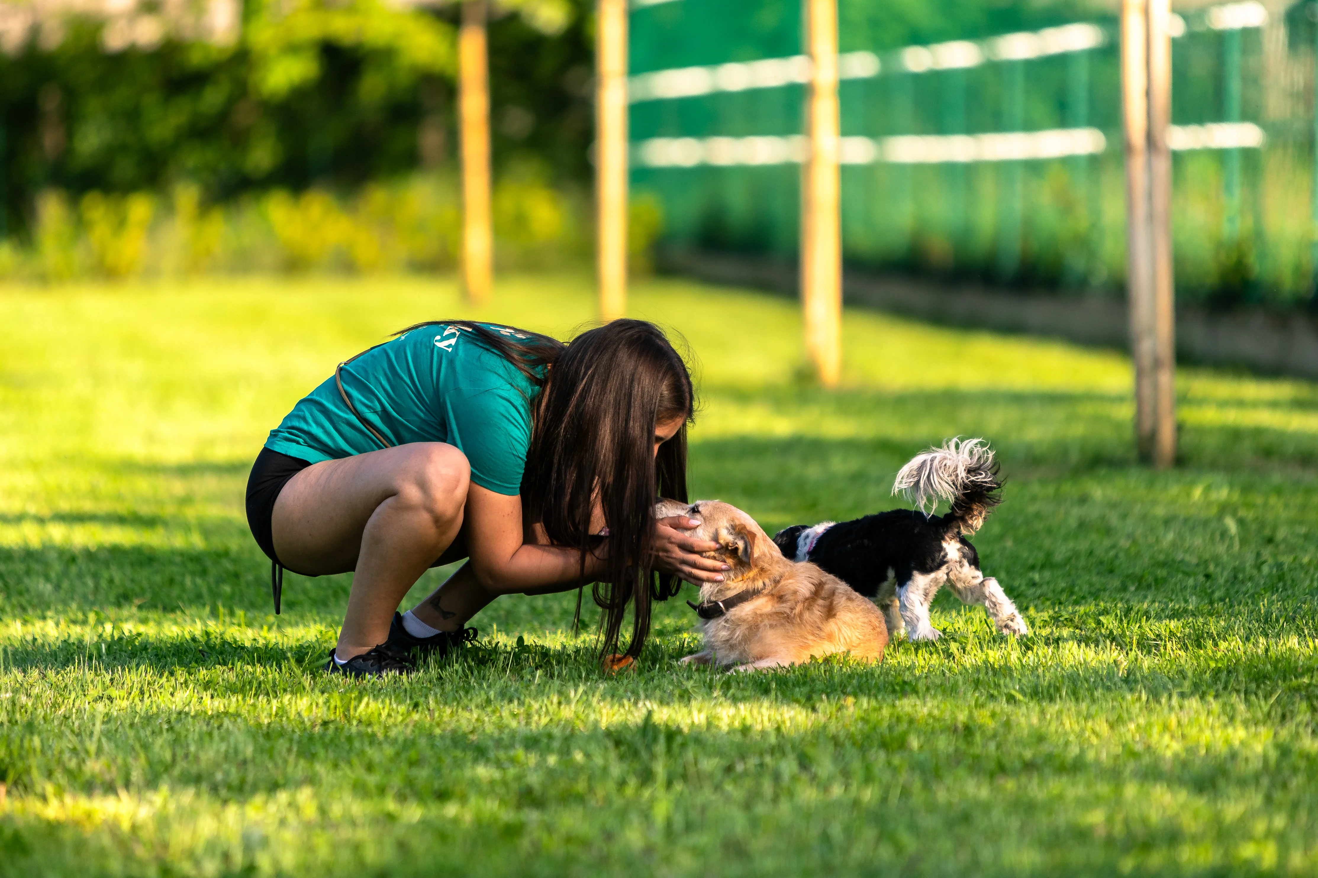 Pasinsky zelena površina i sretni psi