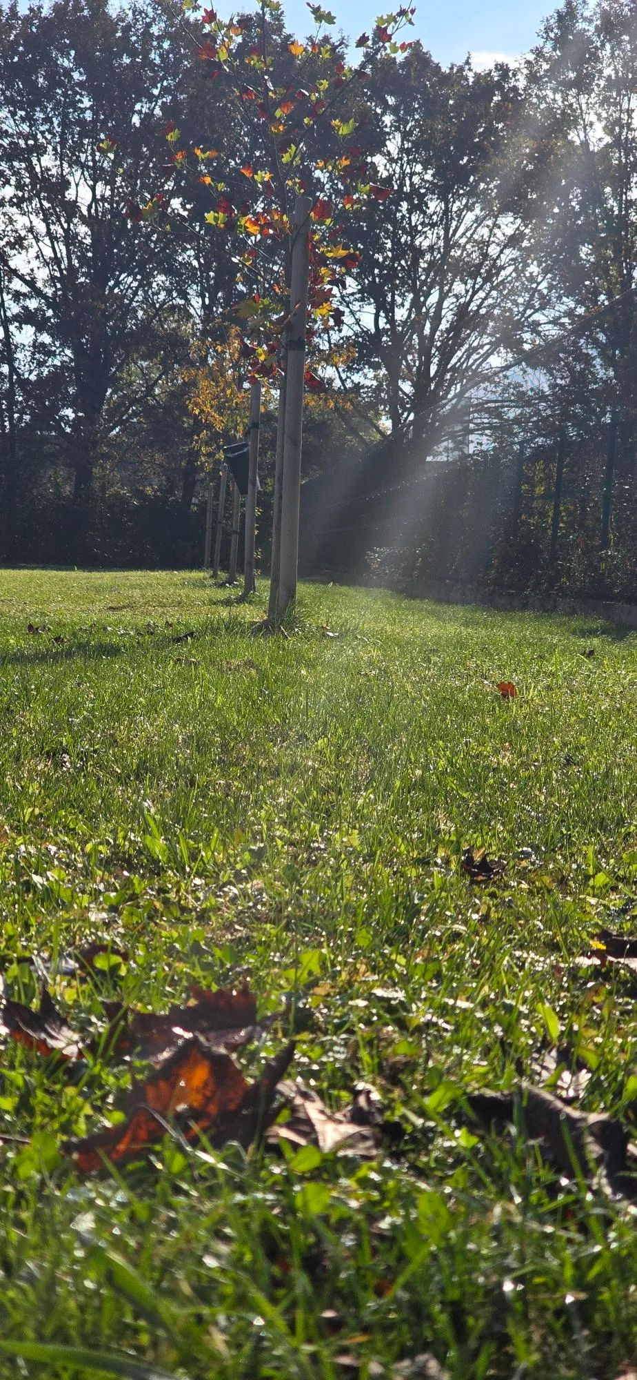 Our dog park in the fall