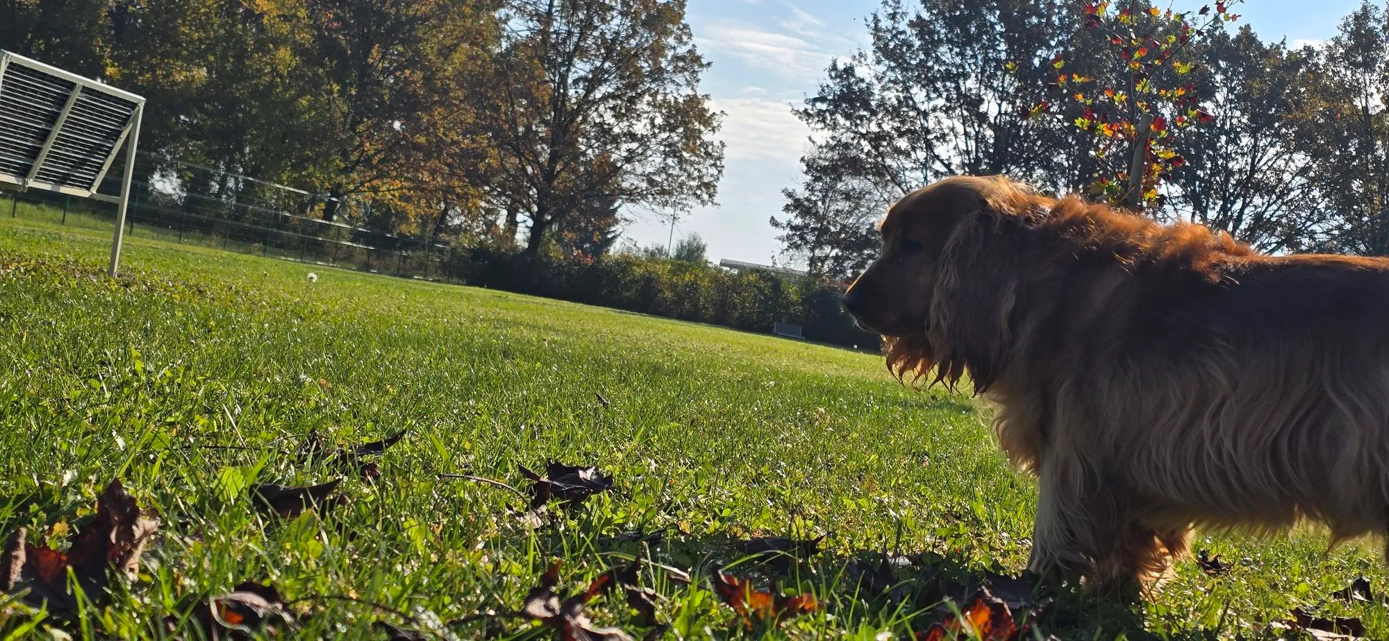 Ben owns the dog park!