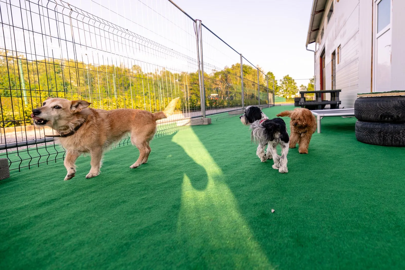 Three dogs on the artificial turf in the fenced outdoor area
